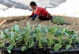 巢湖市柘皋鎮：栽下新菜苗 ?收獲新希望