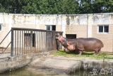 北京野生動物園有人喂動物吃口罩？園區：正在調查
