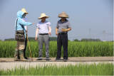 蜀山區(qū)：汛后農(nóng)業(yè)生產(chǎn)自救忙