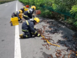 阜陽(yáng)：貨車高速上爆胎側(cè)翻 5萬(wàn)多元黃鱔撒了一地