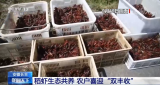 全國進(jìn)入秋收時(shí)節(jié) | 安徽長豐：稻蝦生態(tài)共養(yǎng) 農(nóng)戶喜迎“雙豐收”