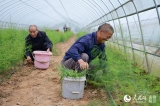 【網聚美好安徽?決戰脫貧攻堅】返鄉創業種蘆筍 帶動村民奔小康