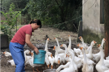 肥西縣花崗鎮：扶貧項目“擲地有聲”