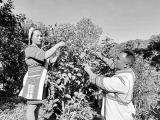 【回眸“十三五”】 云南亞諾寨以茶興業(yè)、以茶富民
