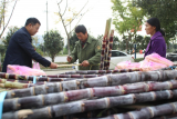 肥西縣銘傳鄉：助貧銷甘蔗   溫暖百姓心