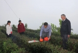 陳先志：為村民鋪就致富茶路                                