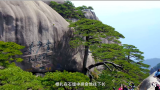 #全民尋找迎客松# 曬出你身邊的迎客松